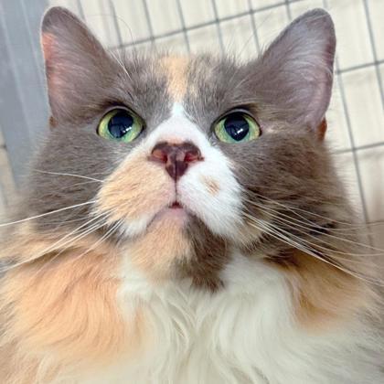 Winnie, Adoptable, Senior Female Maine Coon & Domestic Short Hair.