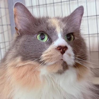 Enlarge Winnie, a Adoptable mixed breed in Dahlonega, GA image 2/2