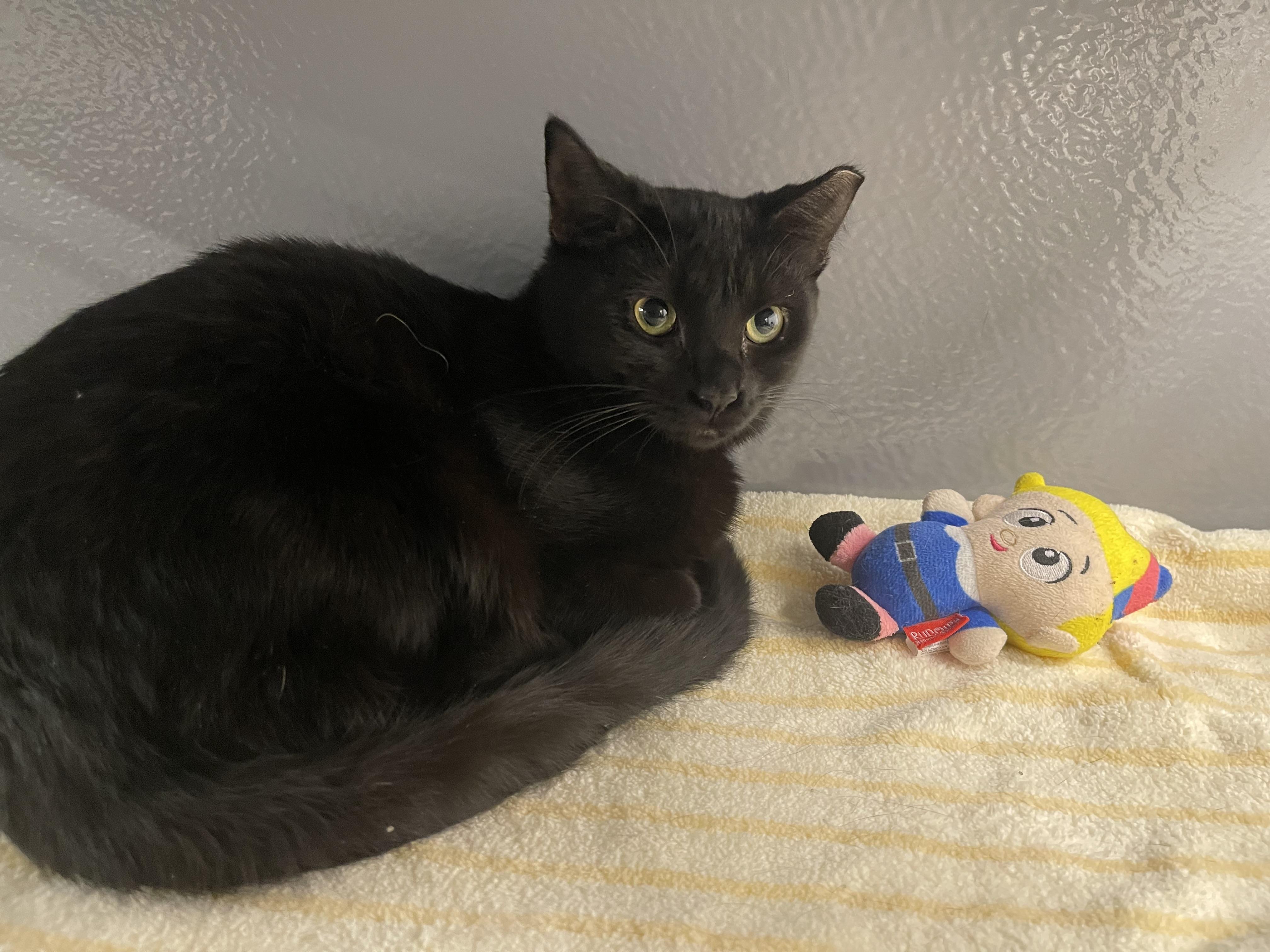 Enlarge Amelia, a Adoptable Domestic Short Hair in Highland, IN image 3/4