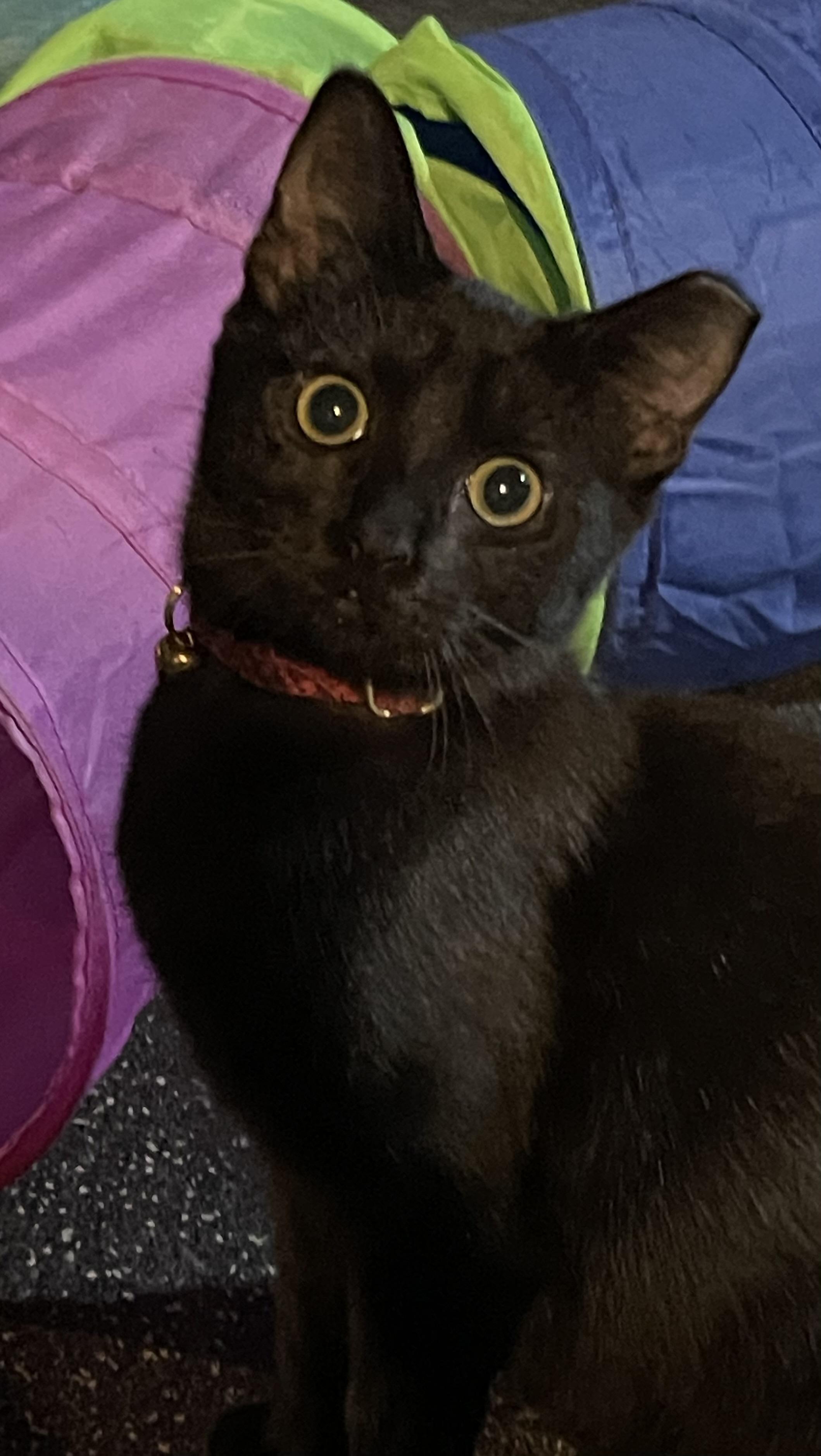 Enlarge Amelia, a Adoptable Domestic Short Hair in Highland, IN image 1/4