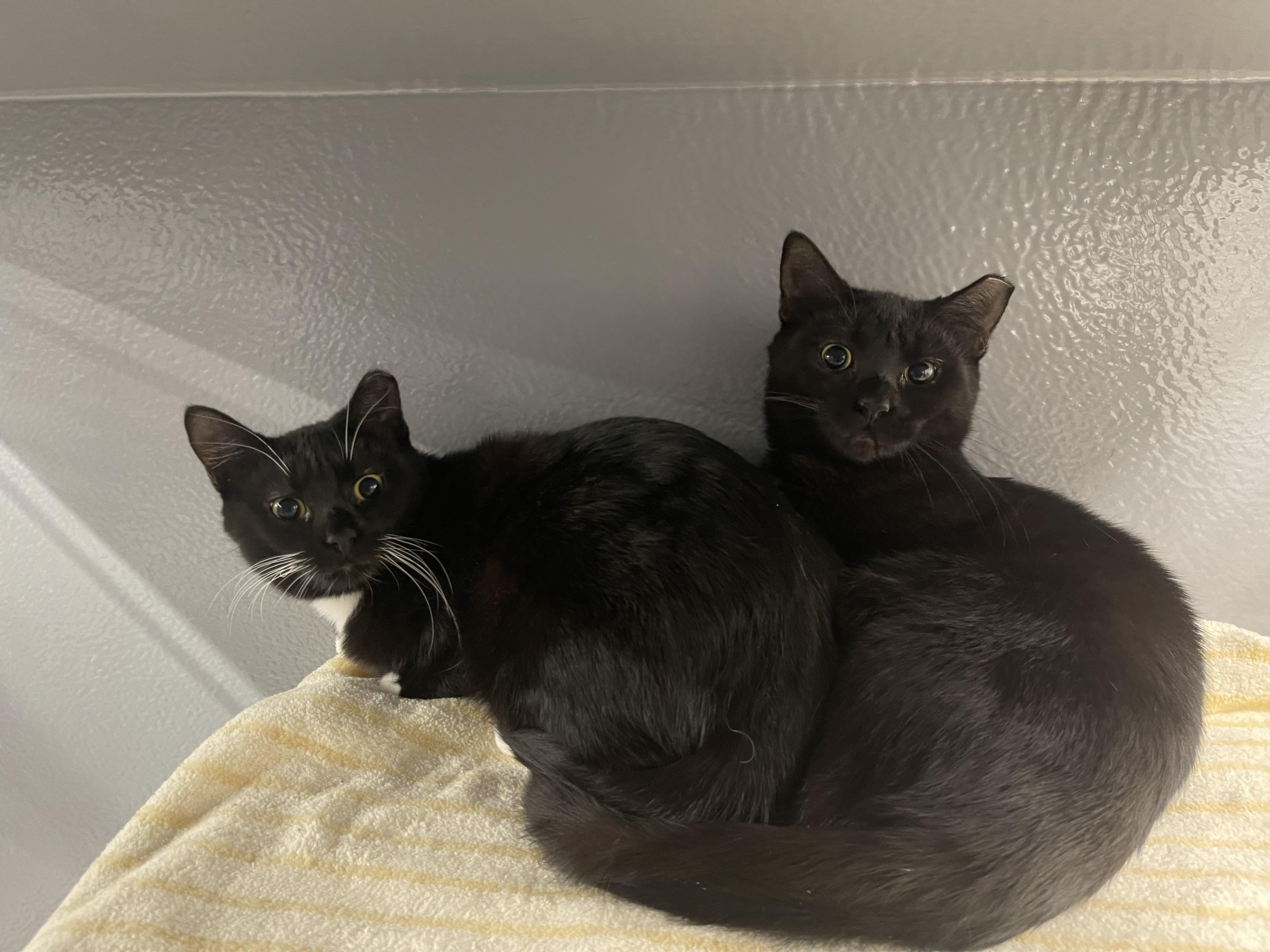 Enlarge Amelia, a Adoptable Domestic Short Hair in Highland, IN image 4/4