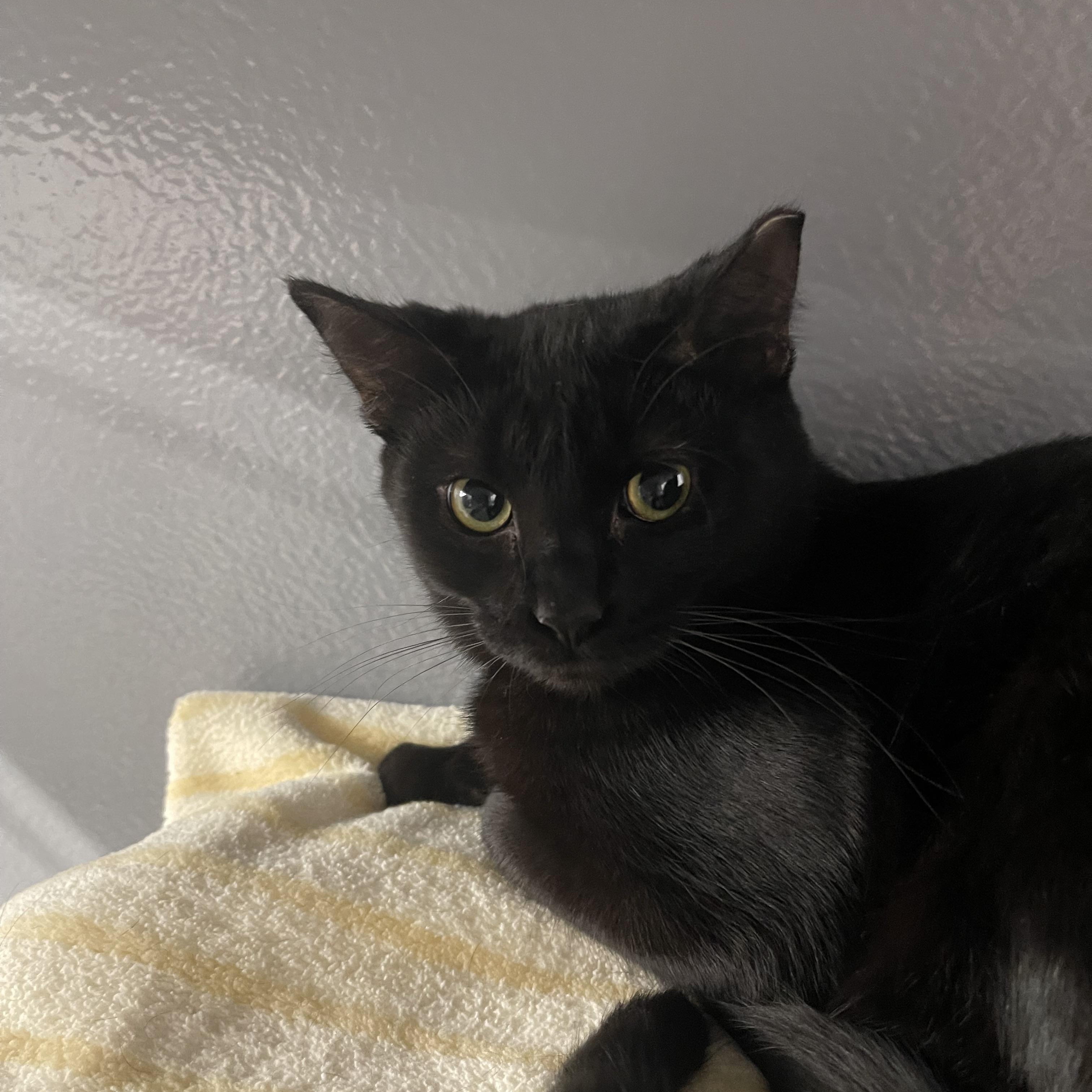 Amelia, Adoptable, Young Female Domestic Short Hair.