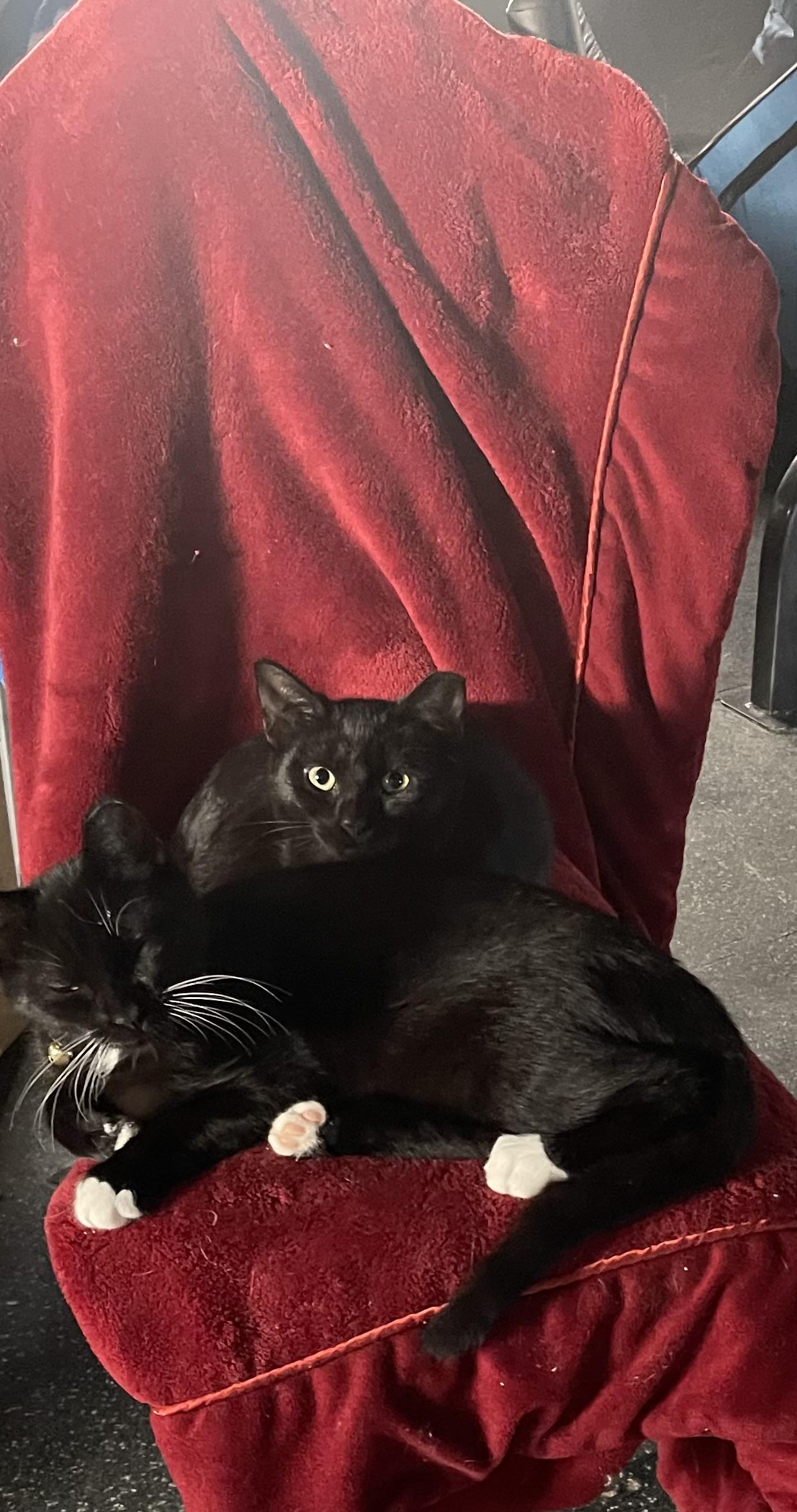 Enlarge Amelia, a Adoptable Domestic Short Hair in Highland, IN image 4/4