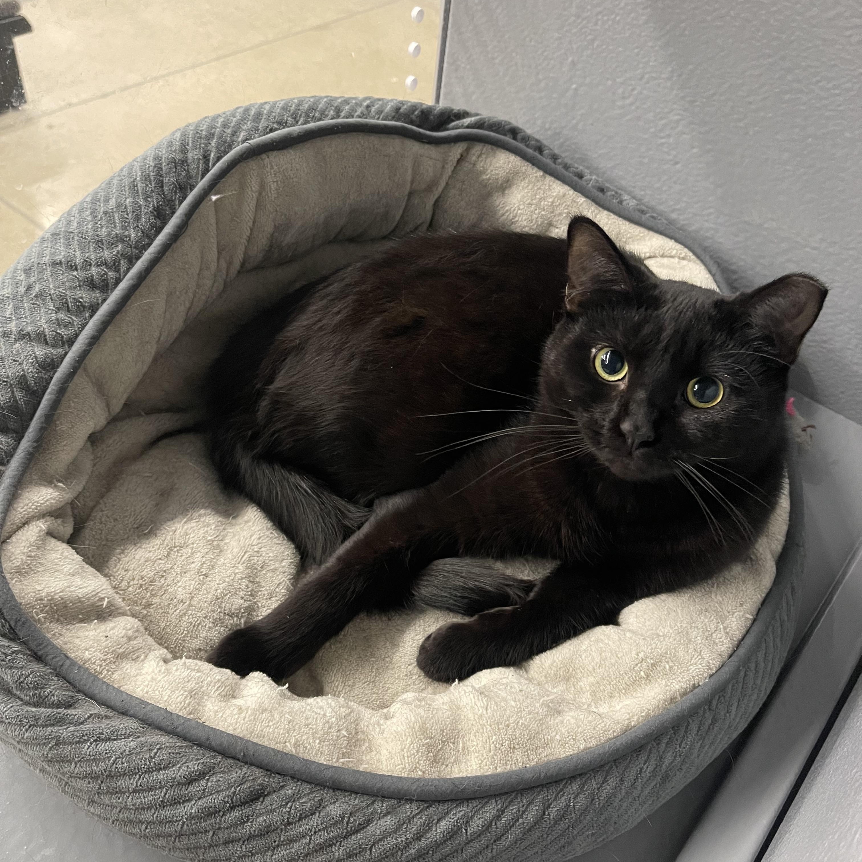 Enlarge Amelia, a Adoptable Domestic Short Hair in Highland, IN image 4/4