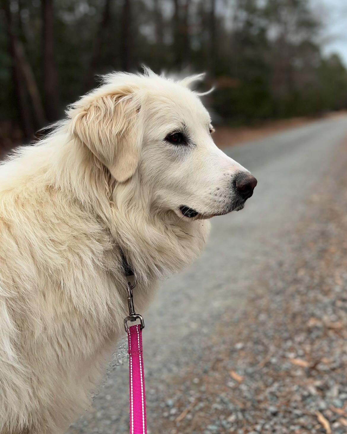 Louise, a Adoptable Great Pyrenees in Richmond, VA image 3/3