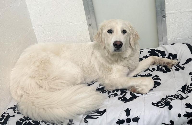 Louise, Adoptable, Young Female Great Pyrenees.