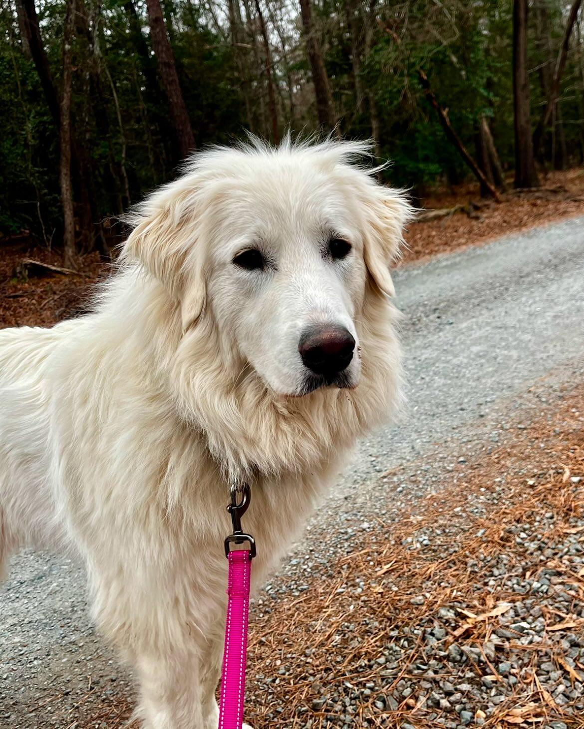 Louise, a Adoptable Great Pyrenees in Richmond, VA image 2/3