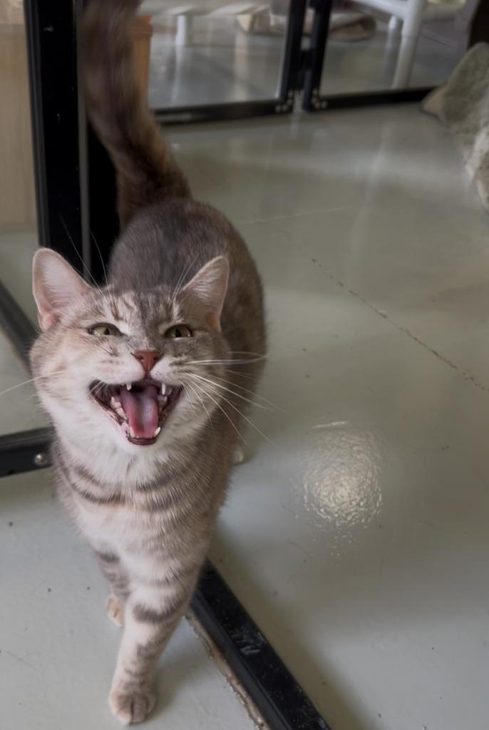 Jasmine, Adoptable, Adult Female Domestic Short Hair.