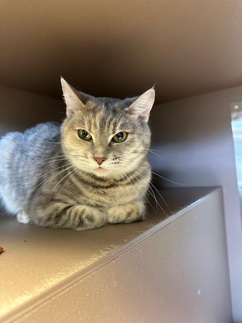 Enlarge Jasmine, a Adoptable mixed breed in Blountville, TN image 3/6