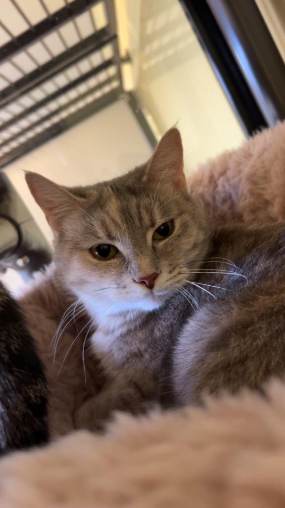 Jasmine, Adoptable, Adult Female Domestic Short Hair.