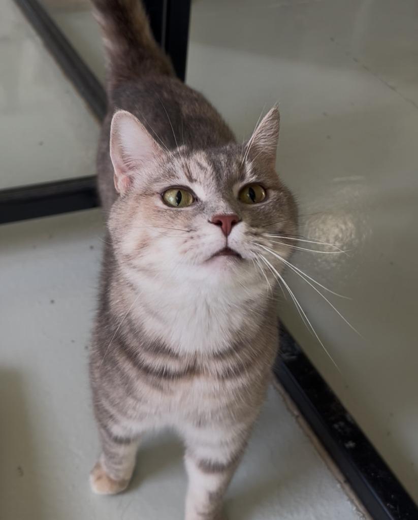 Enlarge Jasmine, a Adoptable mixed breed in Blountville, TN image 5/6