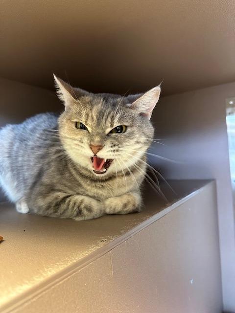 Enlarge Jasmine / Mulan, a Adoptable mixed breed in Blountville, TN image 5/6