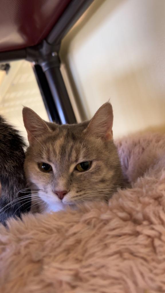 Enlarge Jasmine / Mulan, a Adoptable mixed breed in Blountville, TN image 6/6