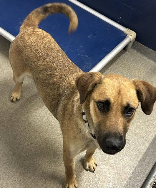 Enlarge HONEY 7 months, a Adoptable Golden Retriever in Sterling, MA image 1/1