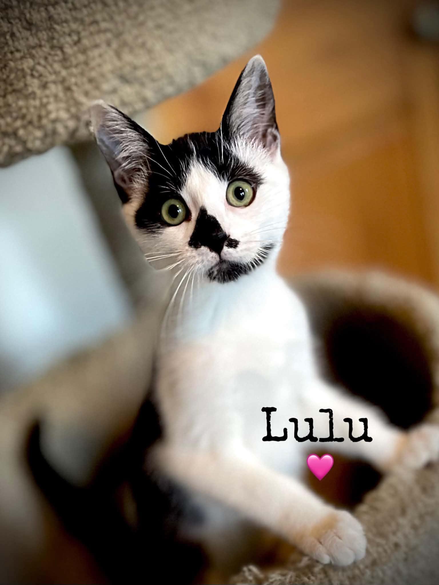 Enlarge LuLu, a Adoptable Domestic Short Hair in Dansville, NY image 1/1