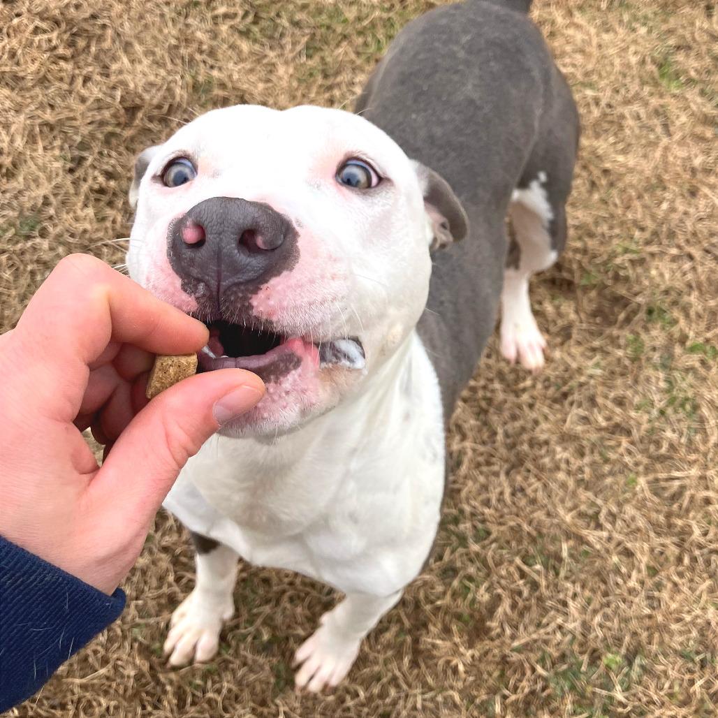 Pulled Pork Sammich — thumbnail 2