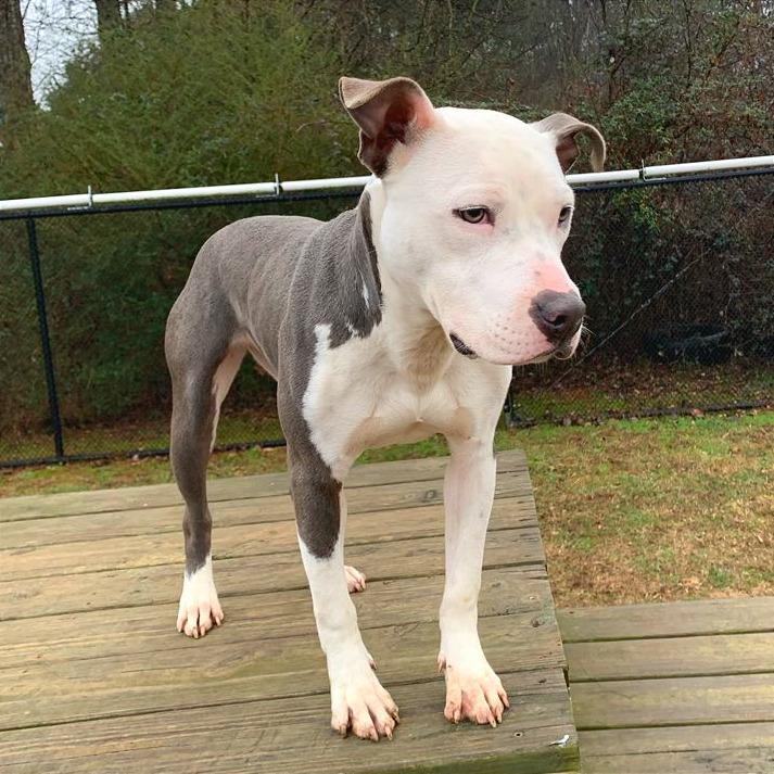 Pulled Pork Sammich — thumbnail 3