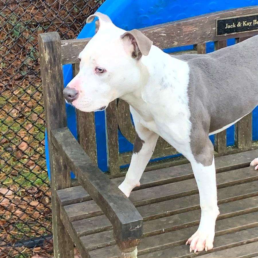 Pulled Pork Sammich — thumbnail 4