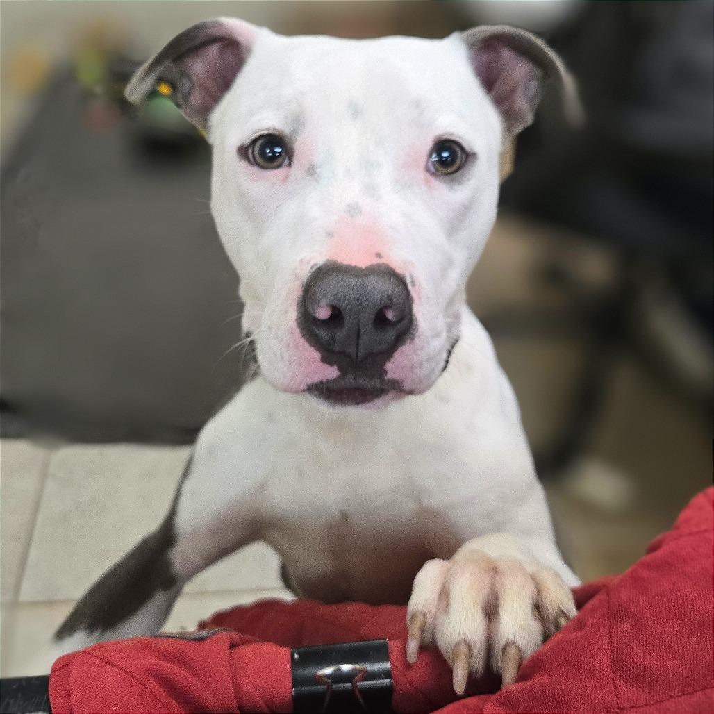 Pulled Pork Sammich — thumbnail 5