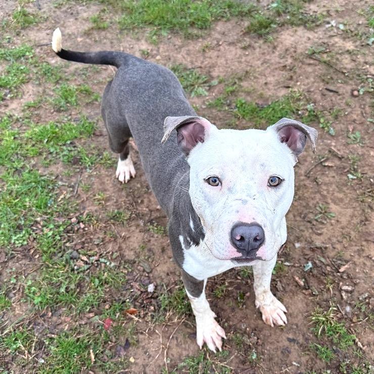 Pulled Pork Sammich — thumbnail 6