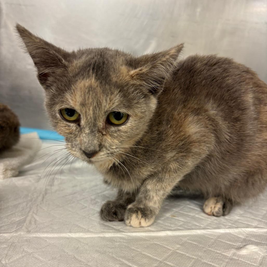Enlarge Icicle, a Adoptable Domestic Short Hair in Ruckersville, VA image 1/1