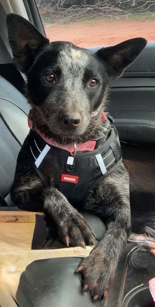 Enlarge Buttons, a ADOPTABLE Australian Cattle Dog / Blue Heeler in Oklahoma City, OK image 1/1