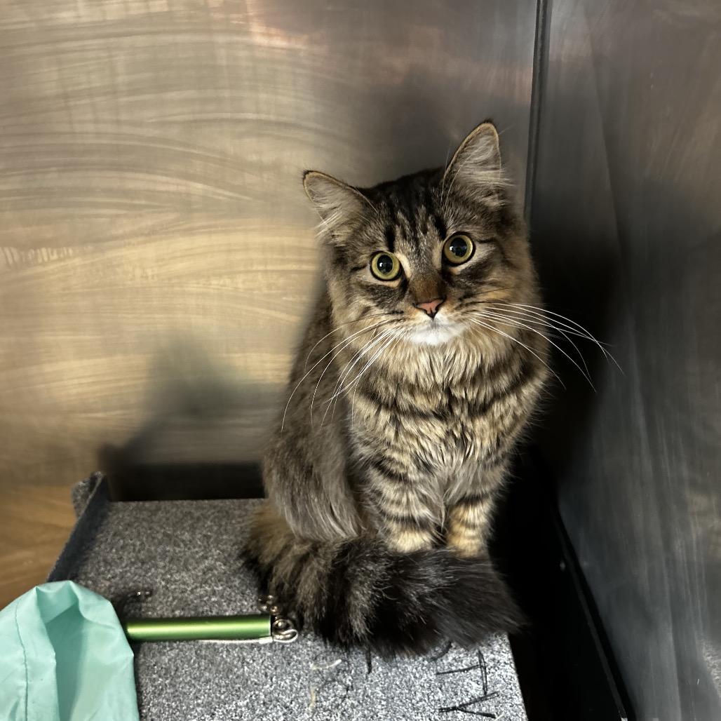 Max-IN FOSTER, Adoptable, Adult Male Domestic Long Hair.