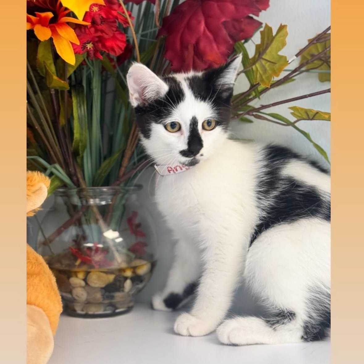 Angus, Adoptable, Young Male Domestic Medium Hair.