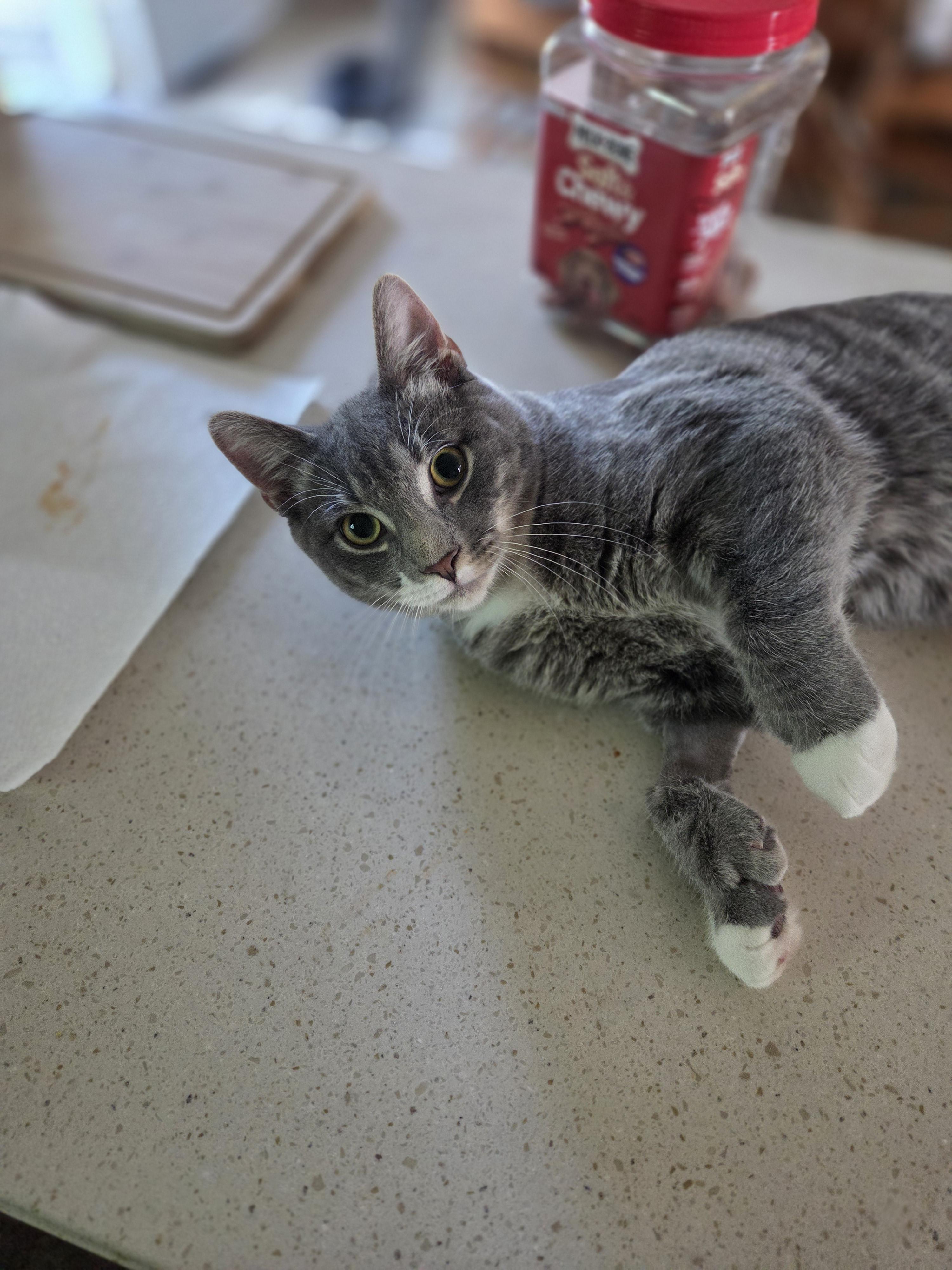 Cumin, a ADOPTABLE Domestic Short Hair in Rochester, NY image 3/4