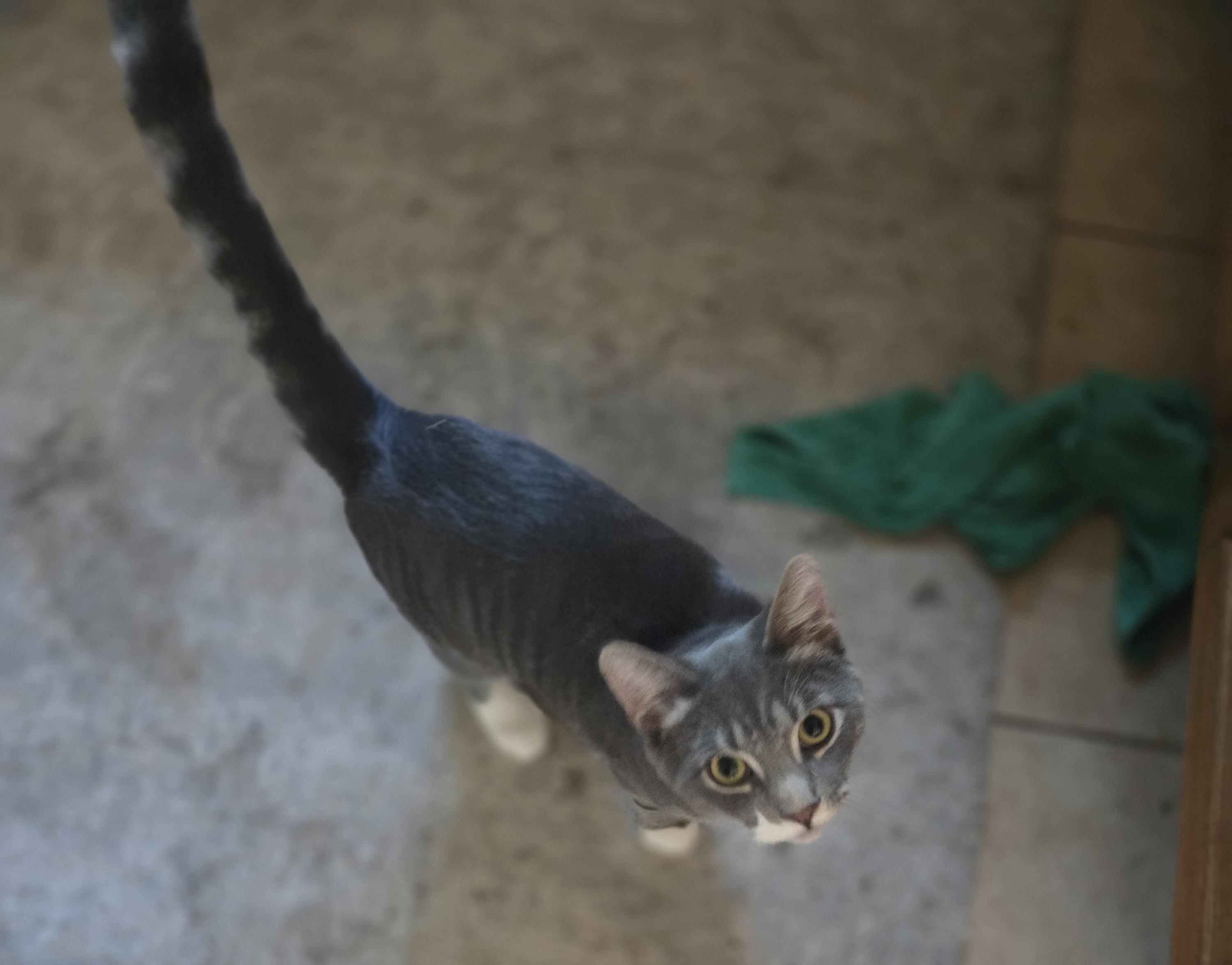 Cumin, a ADOPTABLE Domestic Short Hair in Rochester, NY image 2/4