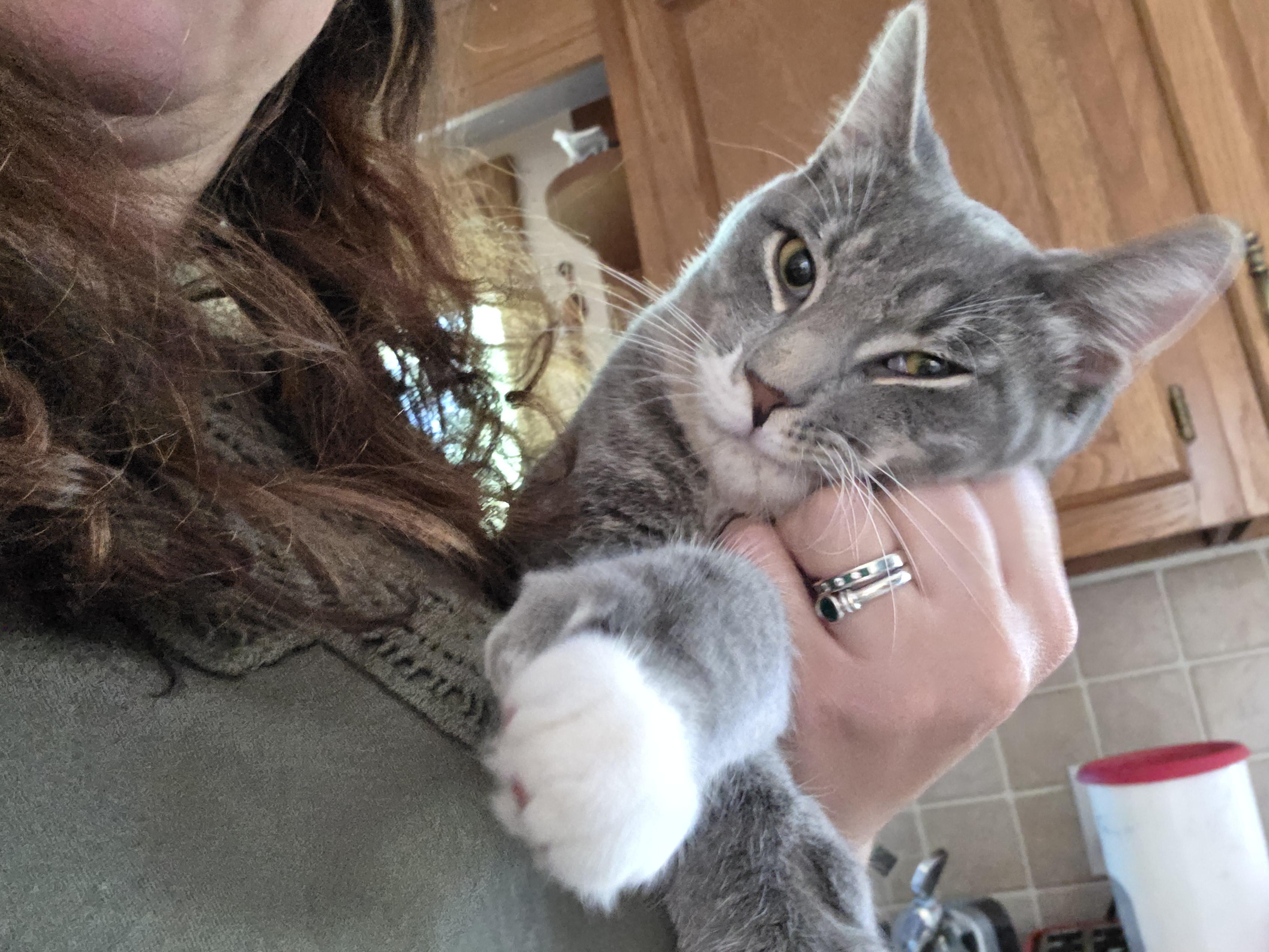 Cumin, a ADOPTABLE Domestic Short Hair in Rochester, NY image 4/4