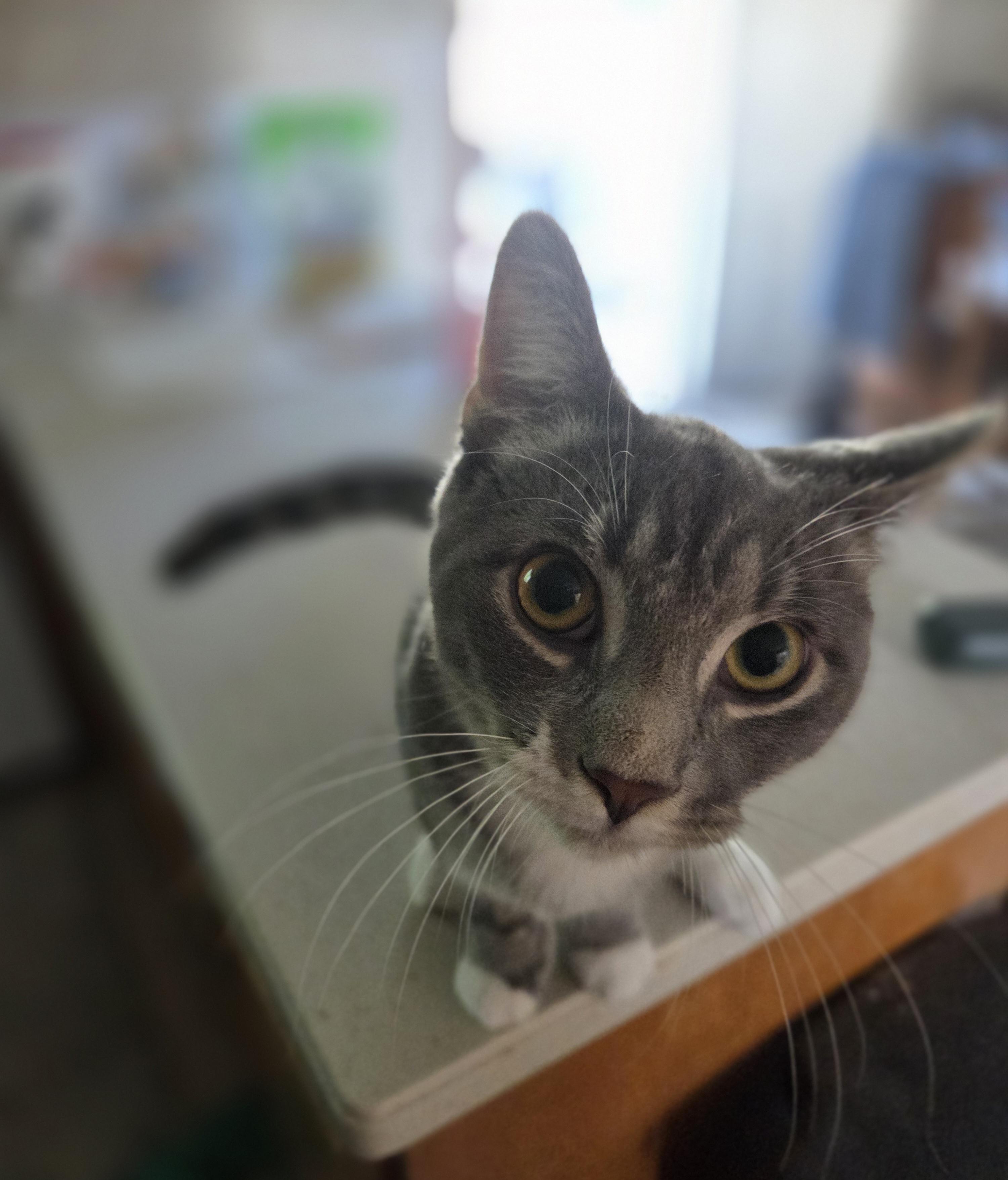 Cumin, a ADOPTABLE Domestic Short Hair in Rochester, NY image 1/4