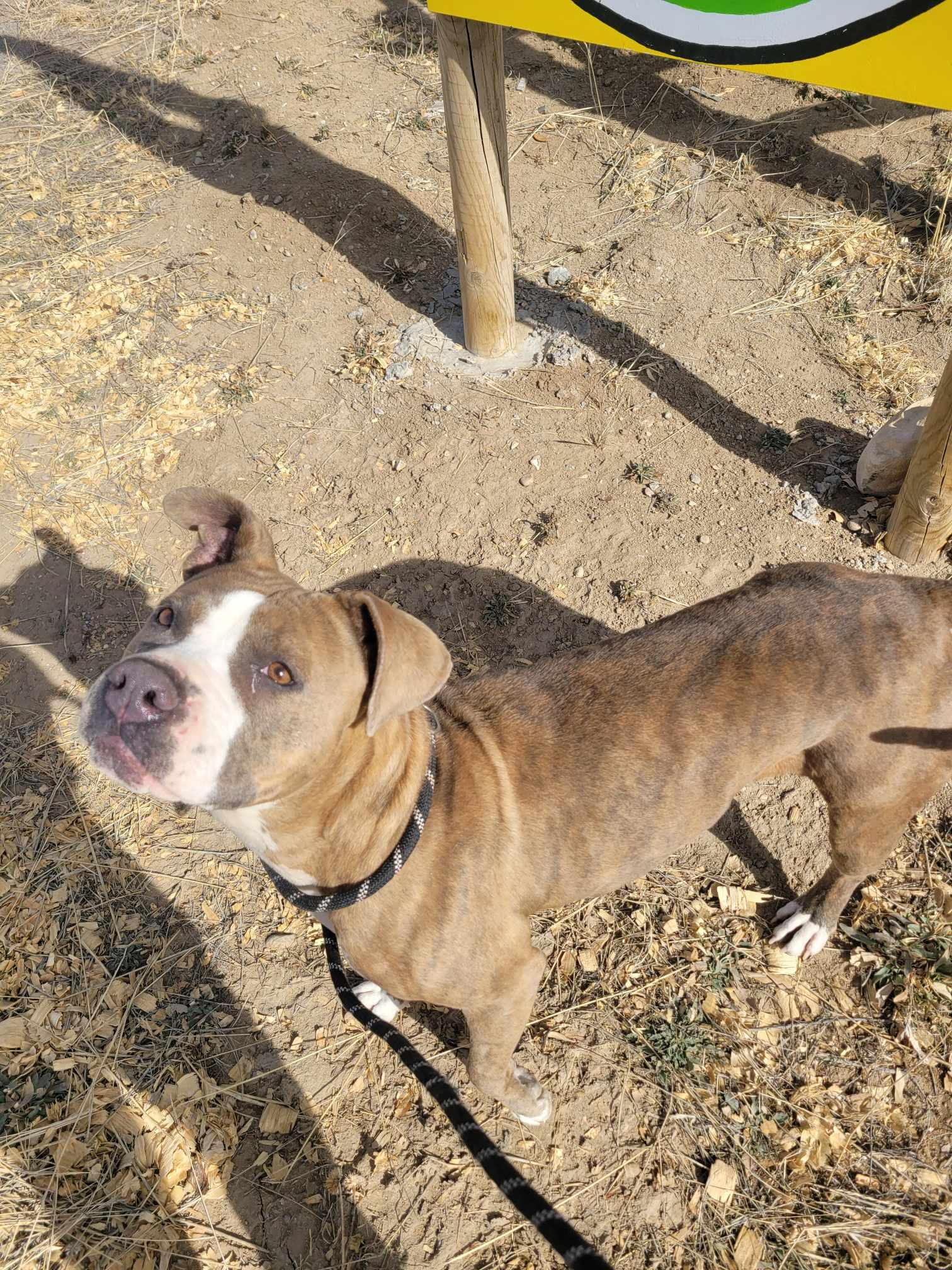 Enlarge Zara, a Adoptable mixed breed in RYE, CO image 2/4