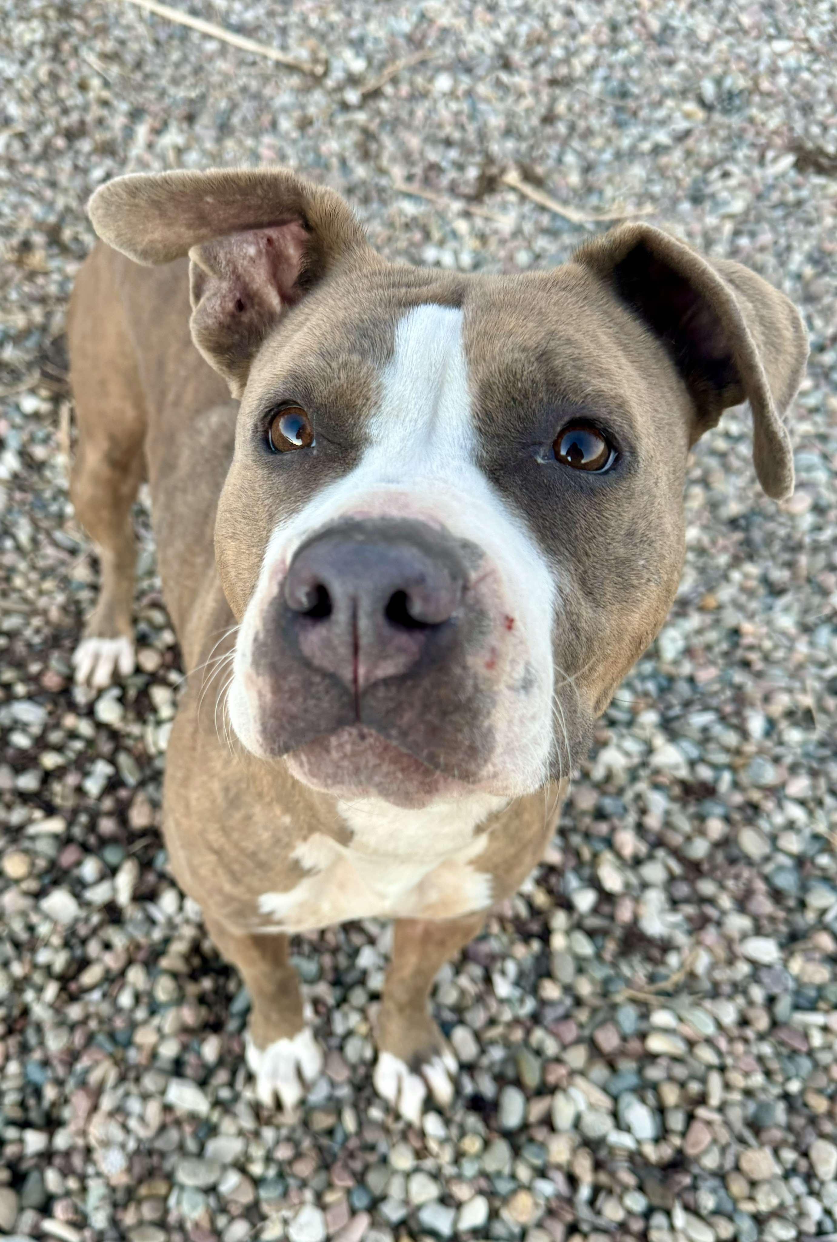 Enlarge Zara, a Adoptable mixed breed in RYE, CO image 3/4