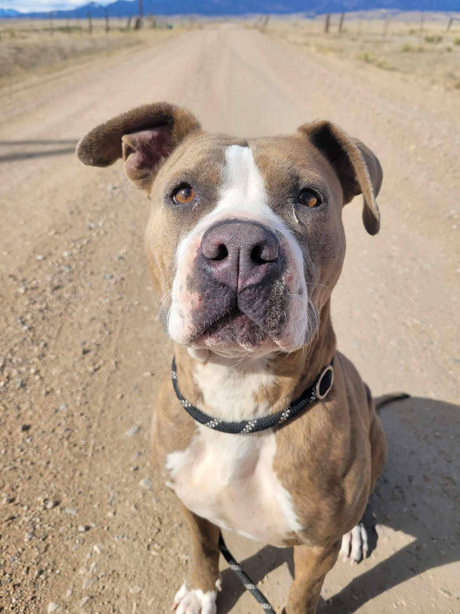 Enlarge Zara, a Adoptable mixed breed in RYE, CO image 1/4