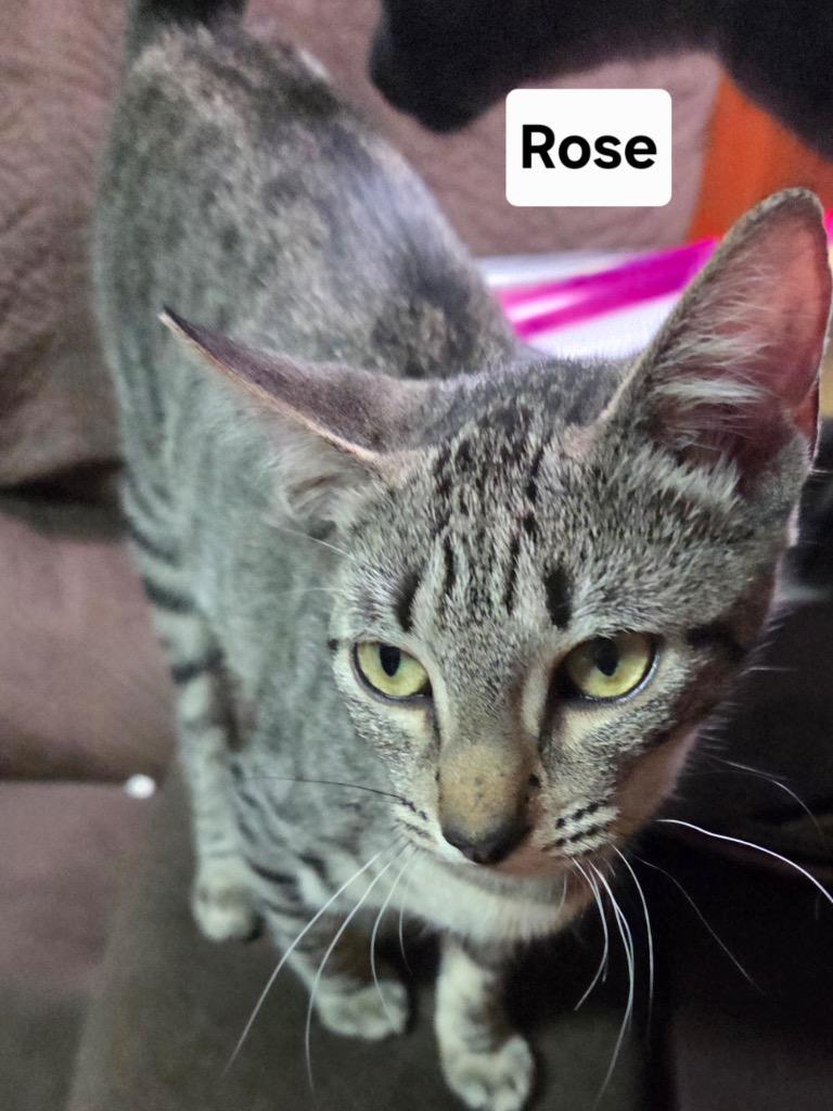 Rose, Adoptable, Kitten Female Domestic Short Hair.
