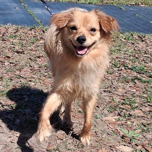 Enlarge Firu, a Adoptable mixed breed in Lake Panasoffkee, FL image 1/1