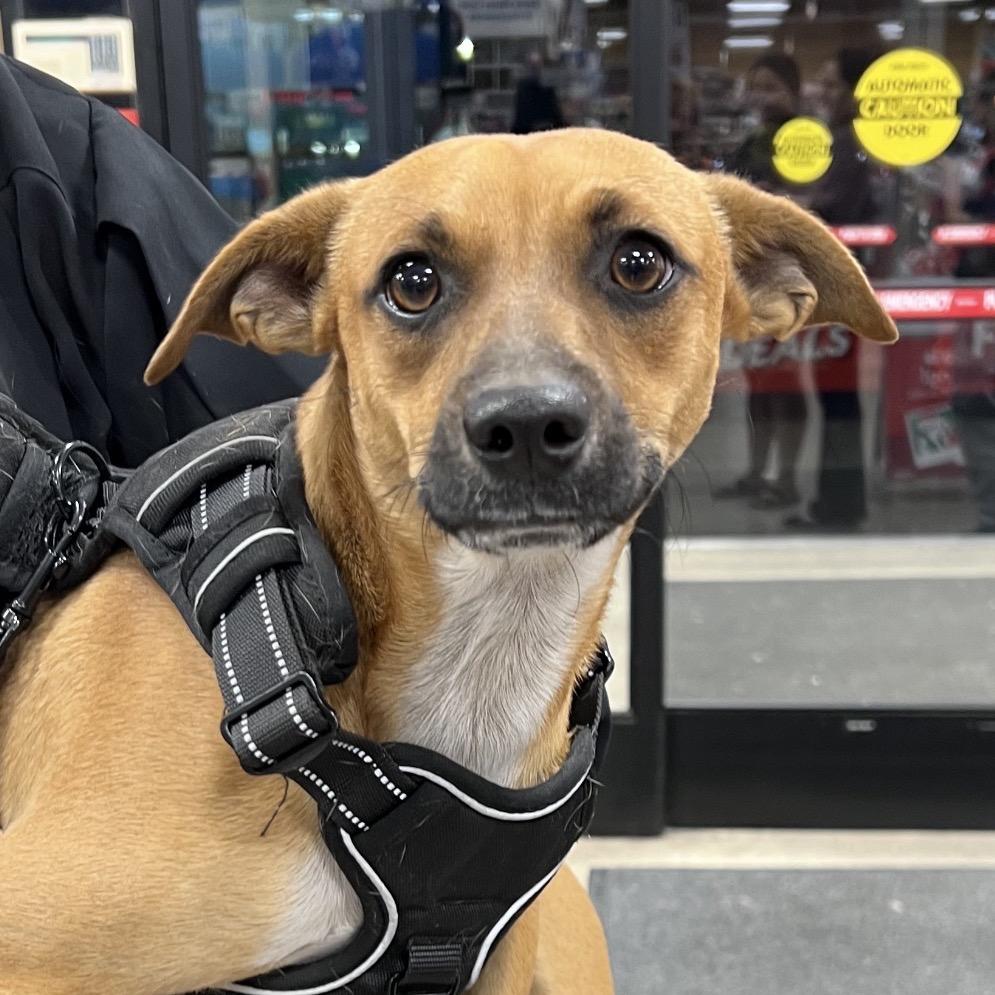 Ducky, Adoptable, Young Male Chihuahua & Mixed Breed.