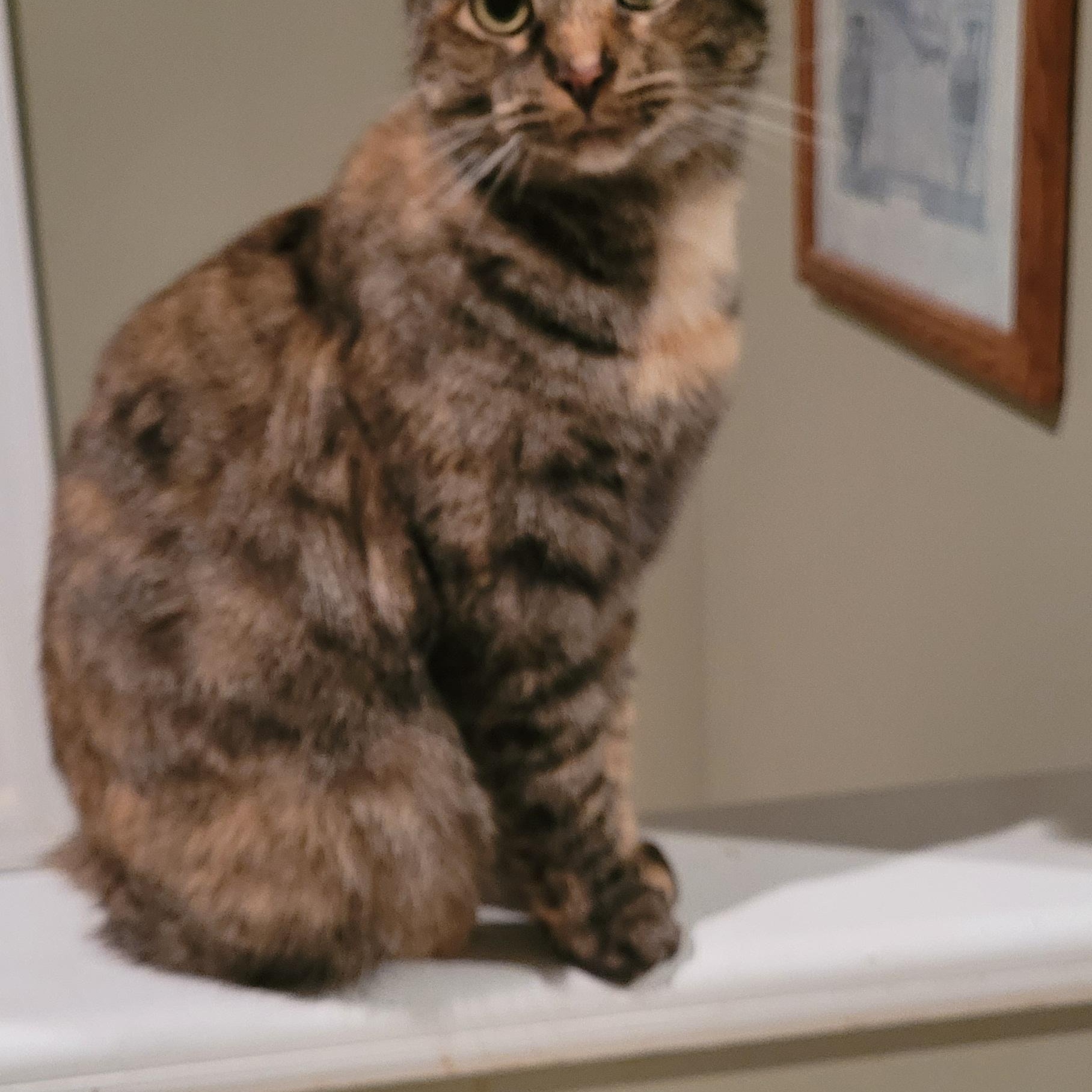 Enlarge Lilly, an adoptable Domestic Short Hair in Lawrenceville, GA image 2/6
