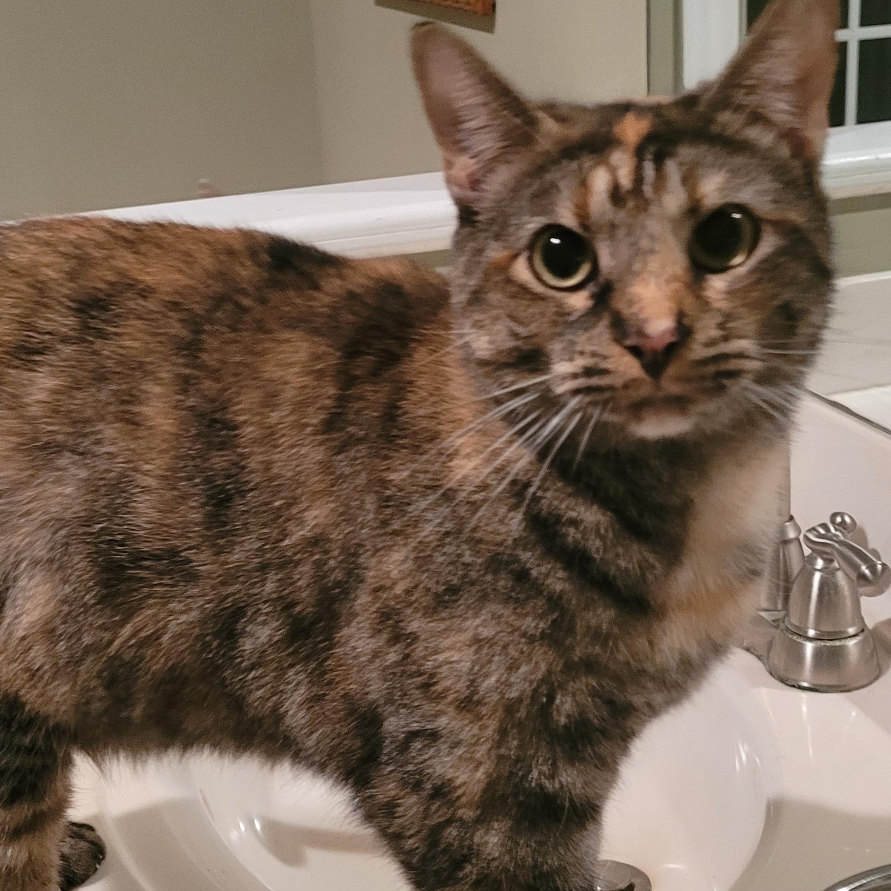 Enlarge Lilly, an adoptable Domestic Short Hair in Lawrenceville, GA image 5/6