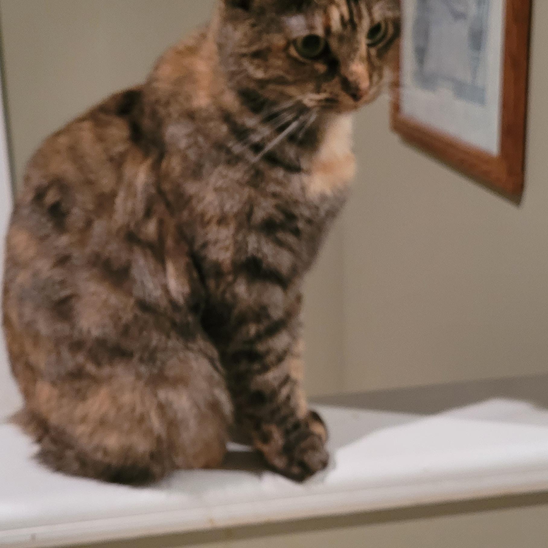 Enlarge Lilly, an adoptable Domestic Short Hair in Lawrenceville, GA image 6/6