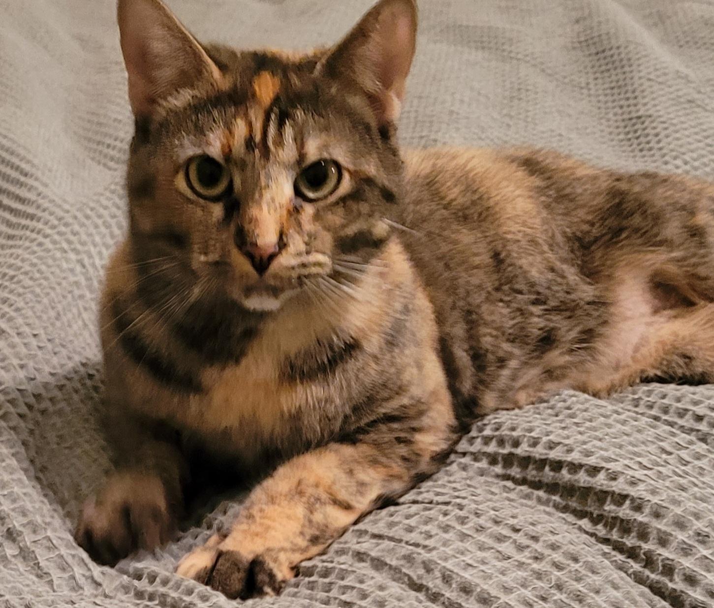 Lilly, an adoptable Domestic Short Hair in Lawrenceville, GA image 1/6