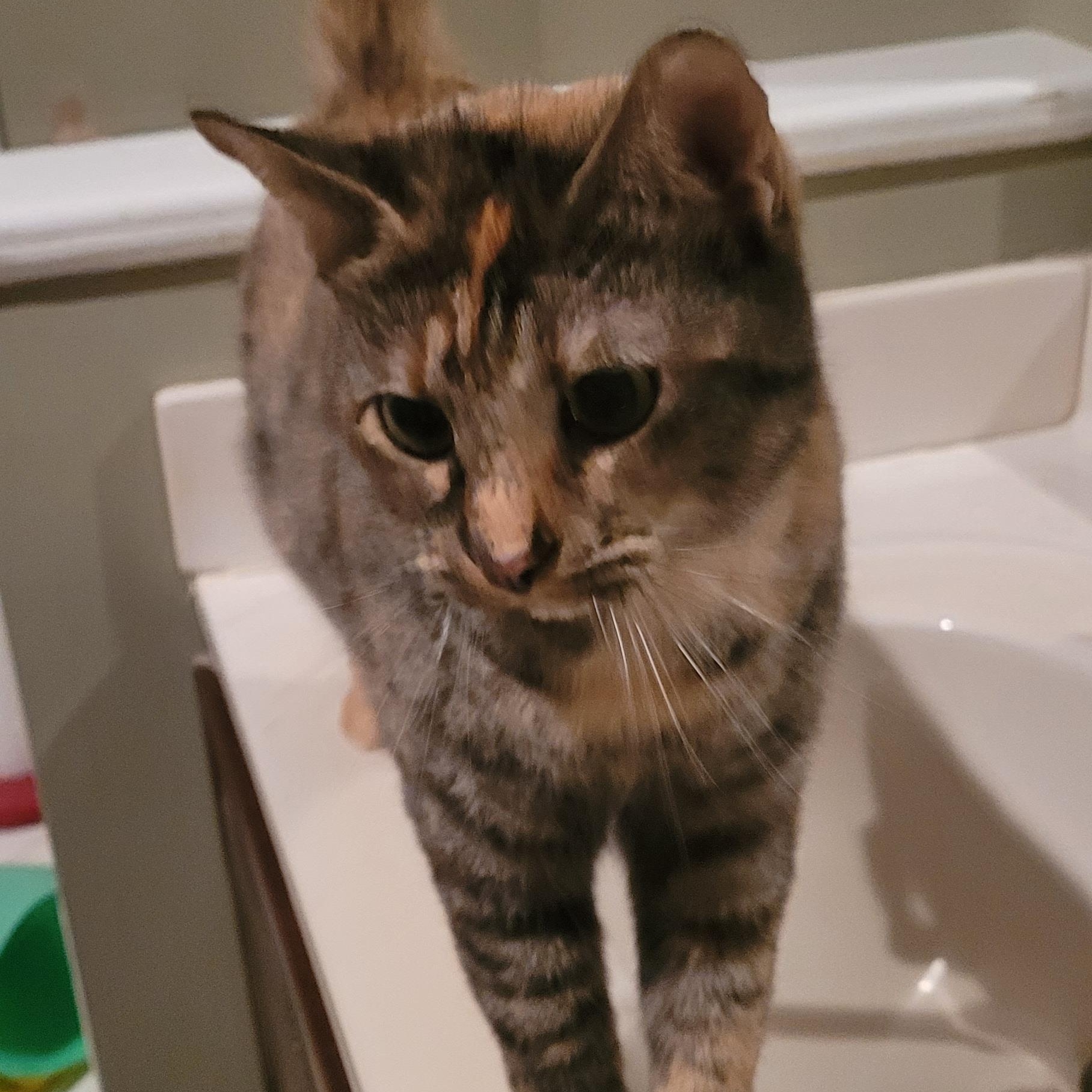 Enlarge Lilly, an adoptable Domestic Short Hair in Lawrenceville, GA image 4/6