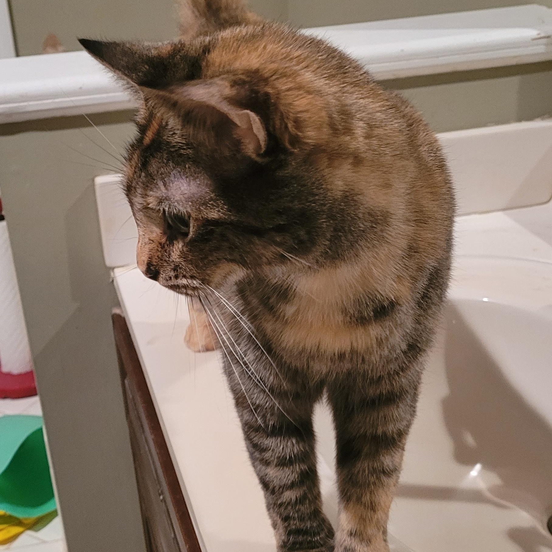 Enlarge Lilly, an adoptable Domestic Short Hair in Lawrenceville, GA image 3/6