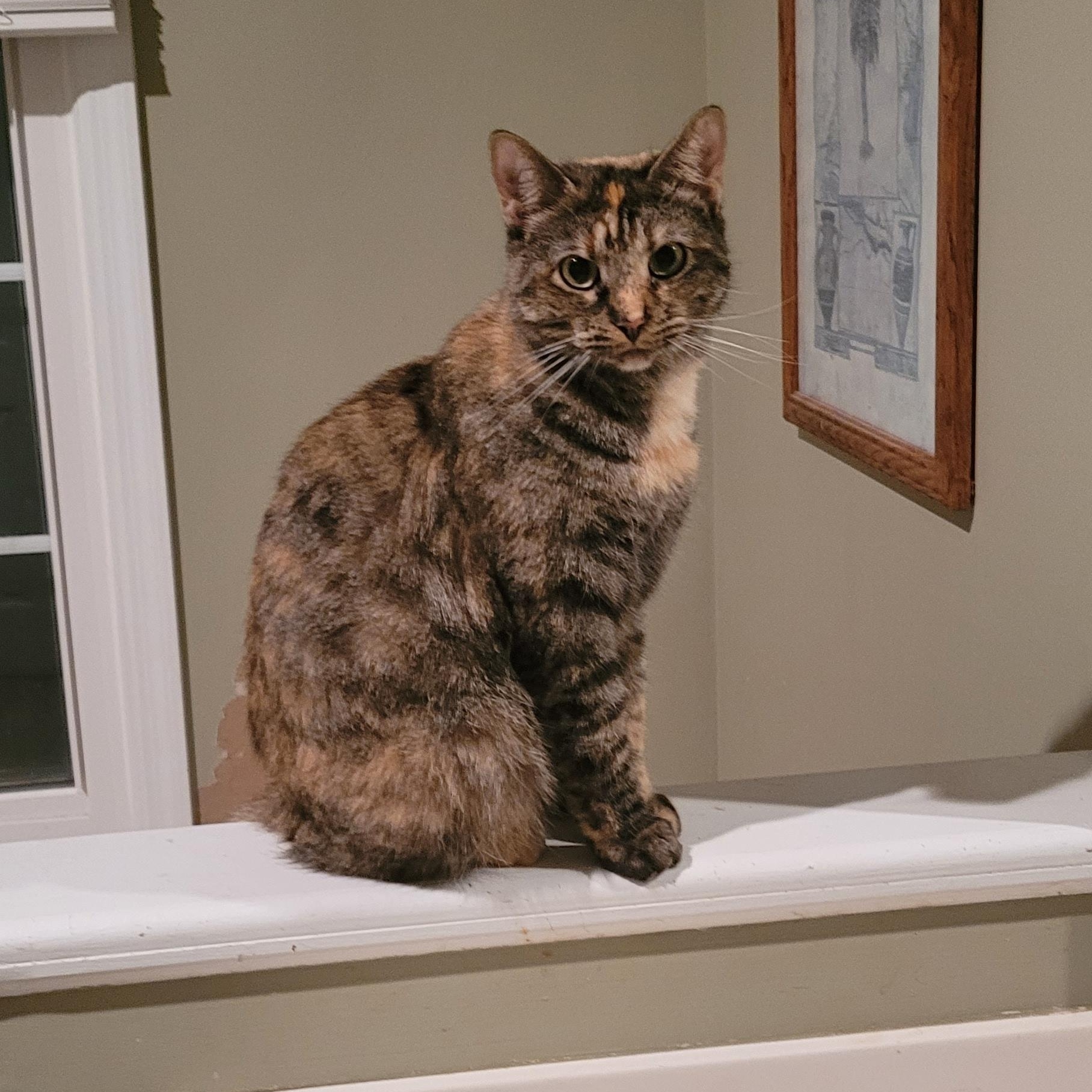 Lilly, adoptable, Young Female Domestic Short Hair.