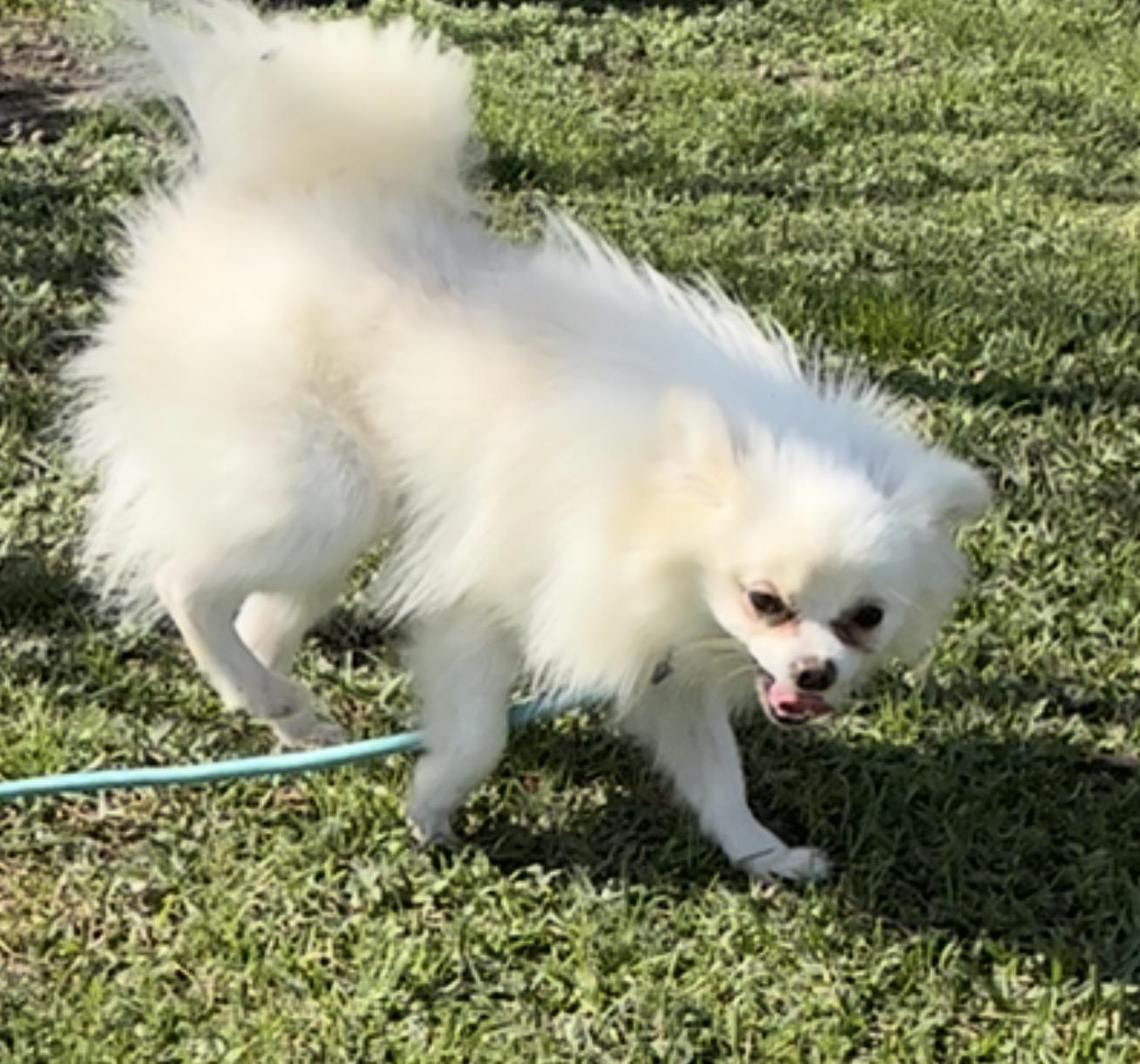 Hamlin, ADOPTABLE, Adult Male Pomeranian.