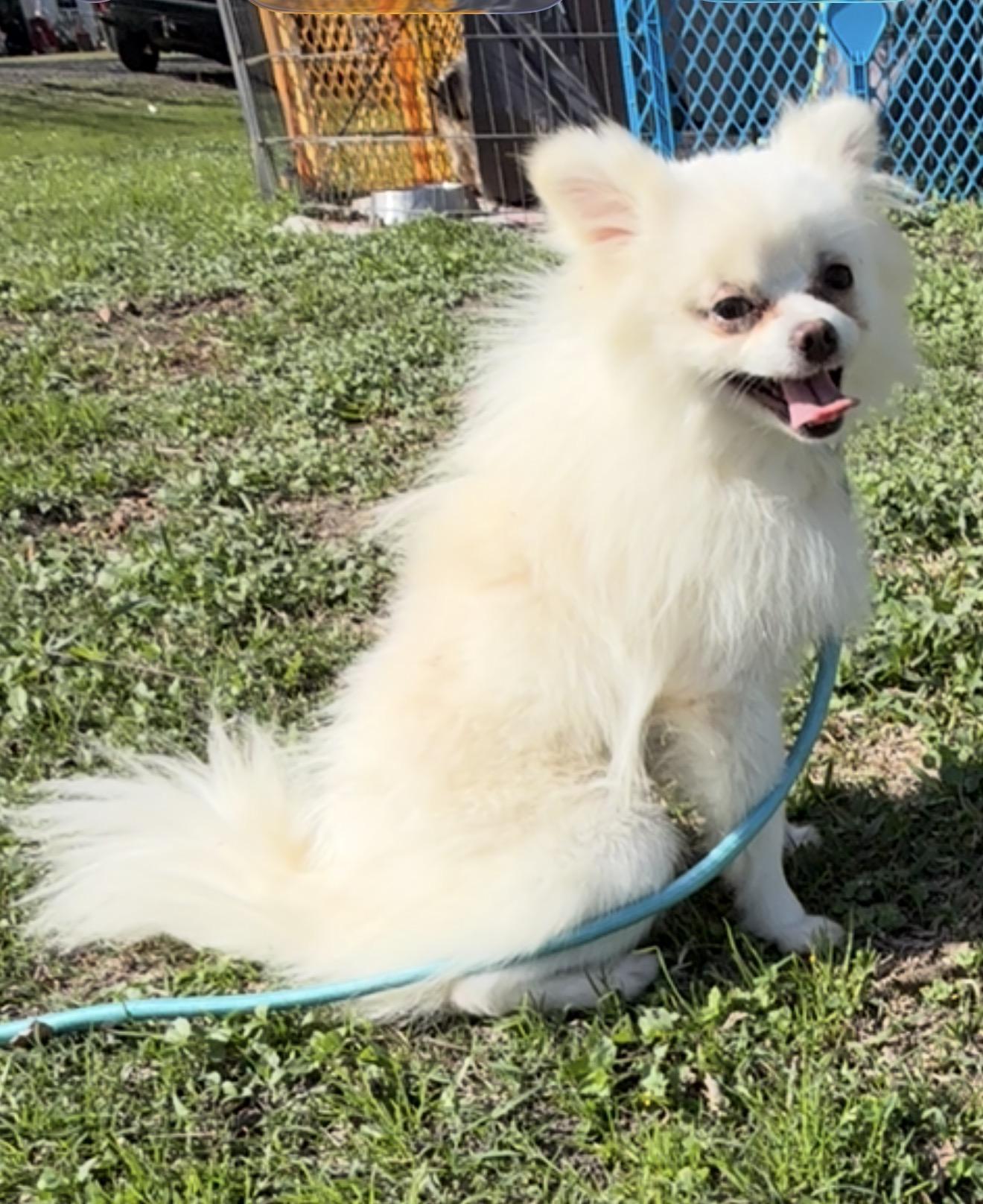 Hamlin, a ADOPTABLE mixed breed in Warwick, RI image 2/2