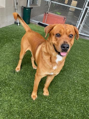 PLUTO, Adoptable, Young Male Mastiff & Labrador Retriever.