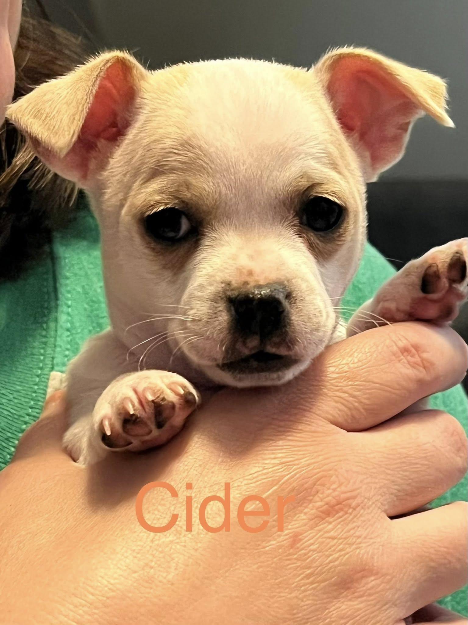 Enlarge Cider, a Adopted Chihuahua in Mount Pleasant, SC image 1/1