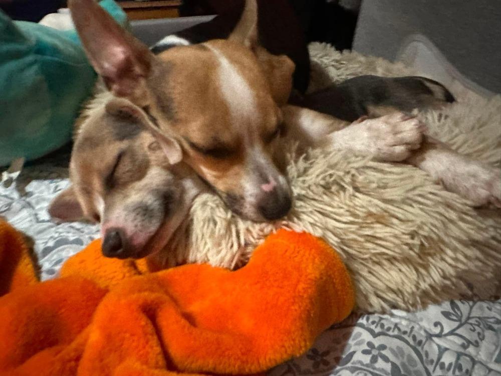 Cinnabon, a Adoptable mixed breed in Bend, OR image 1/5